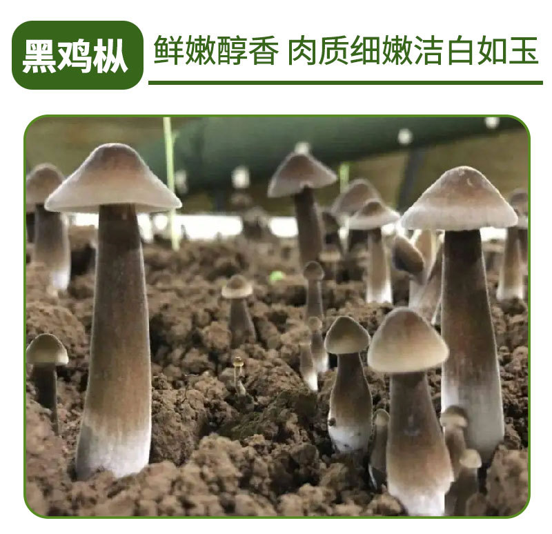 详情页_11.jpg