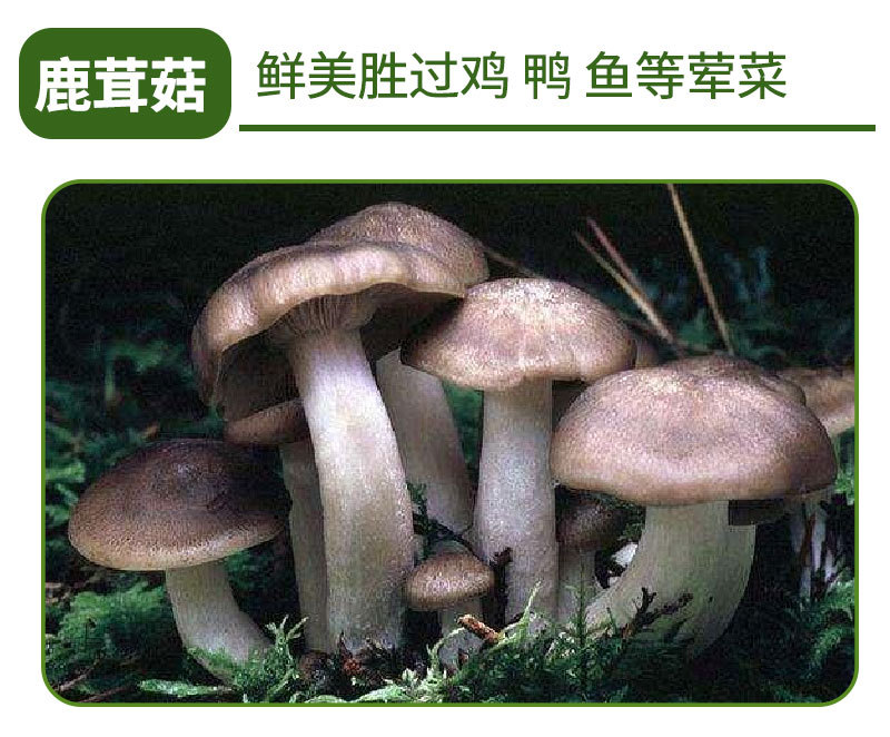 详情页_09.jpg