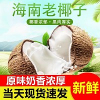 源头供应海南老椰子新鲜毛椰子去皮青椰水果包邮一件代发 2箱起购