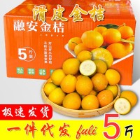 广西融安滑皮金桔5斤当季新鲜送礼盒水果批发金柑橘一件代发包邮 2件起购