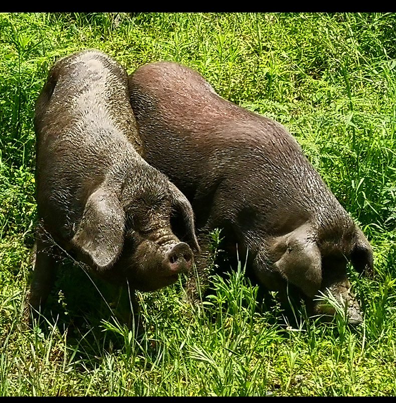 腊肉详情页-后腿肉_06.jpg