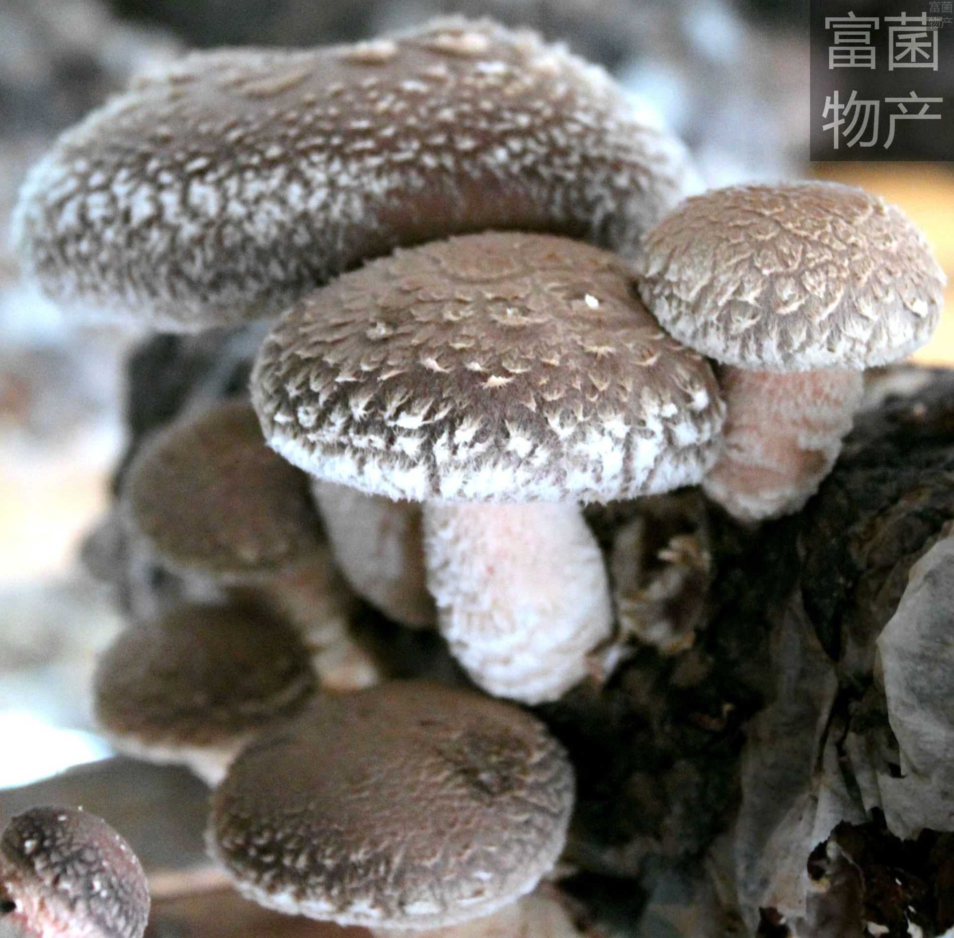 h5_副本