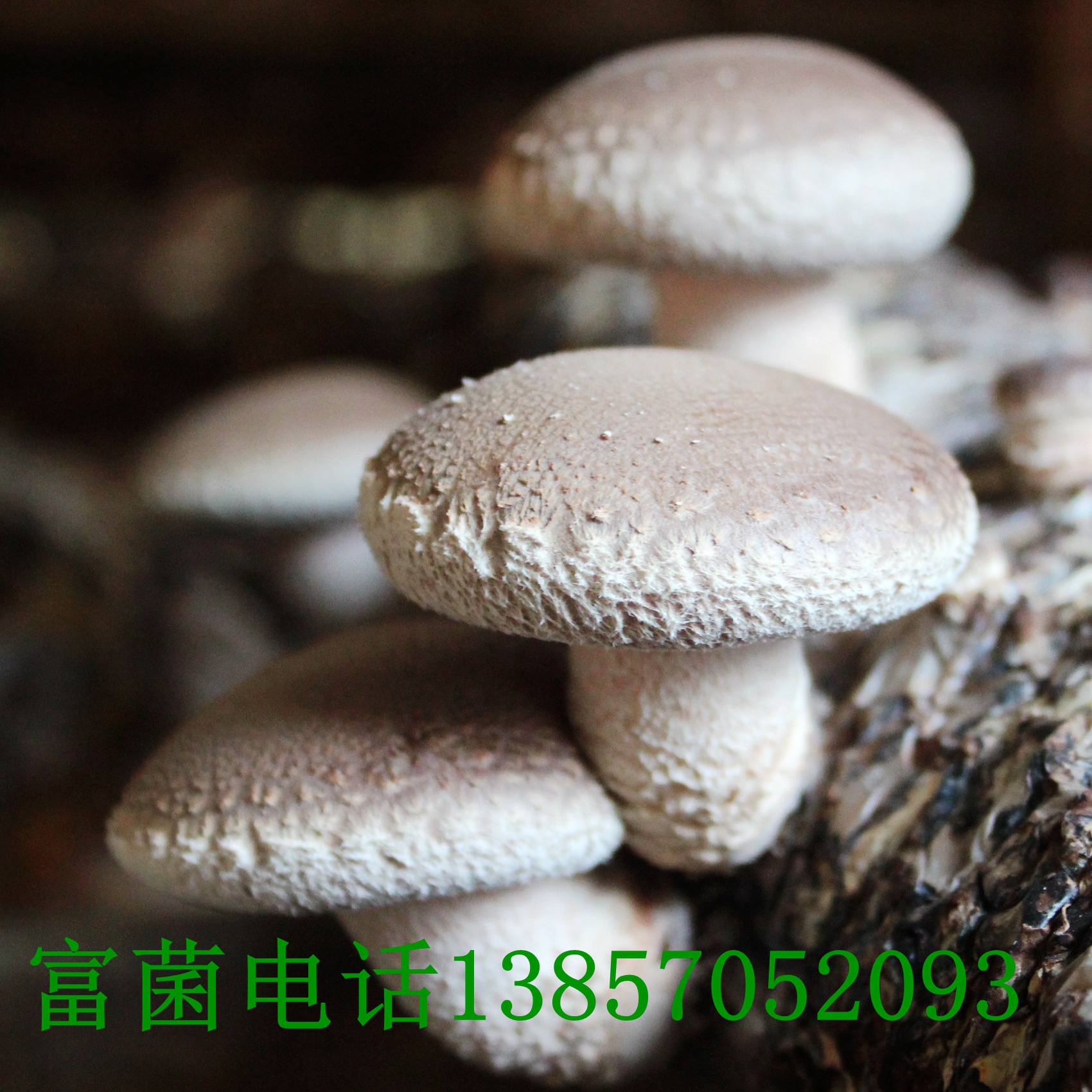 IMG_1984_副本01