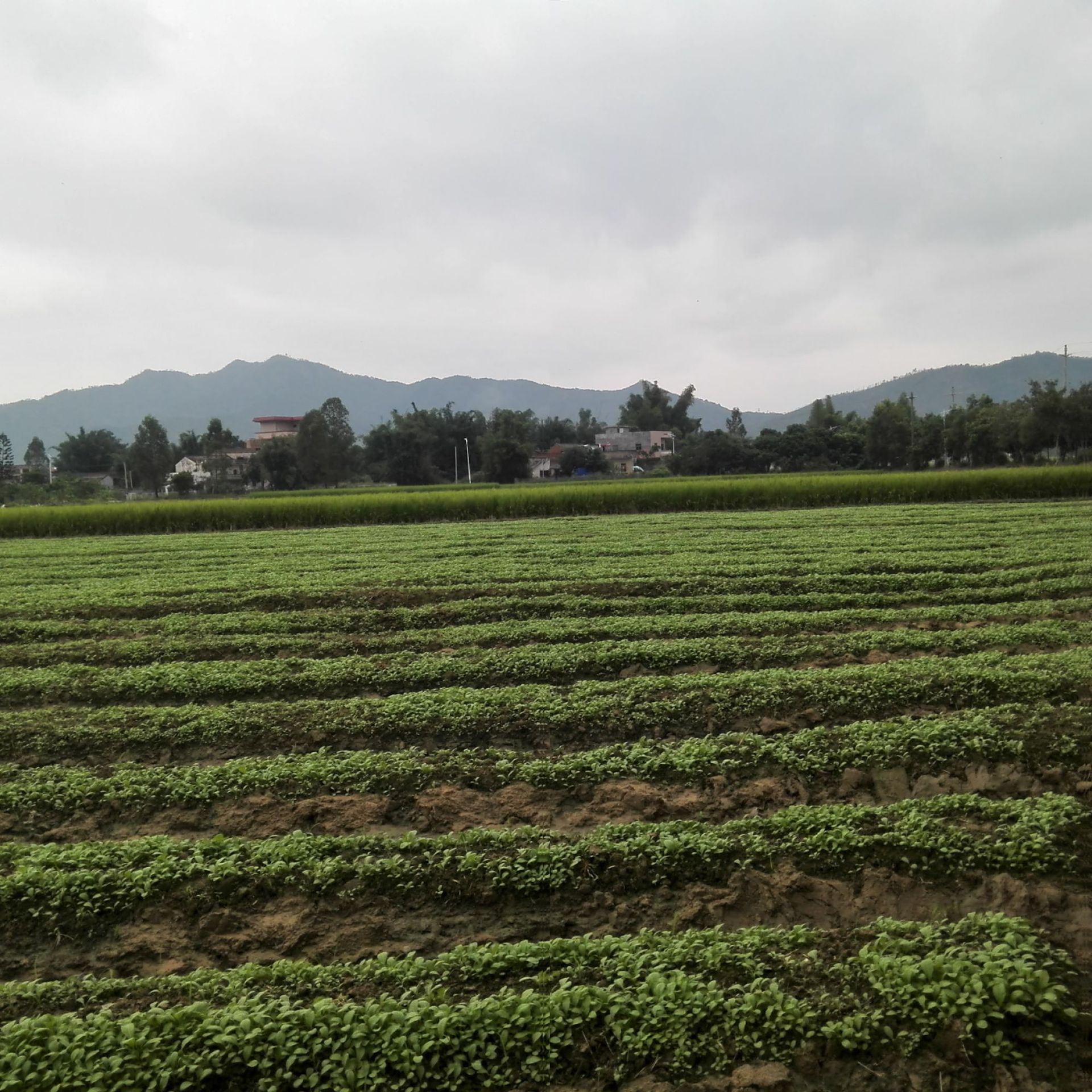 种植基地7.jpg