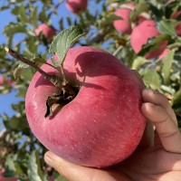现货洛川红富士苹果新鲜甜脆水分足洛川产地直发陕西洛川苹果直发