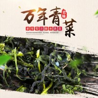 厂家供应 万年青 脱水菜心 橄榄菜 菜干 万年青 整颗