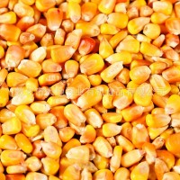 东北玉米粒批发大粒干玉米喂鸡鸭鸽子动物饲料散装代加工