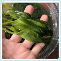 【海带苗头水】盐渍海带苗500g/包鲜嫩海带嫩芽海带