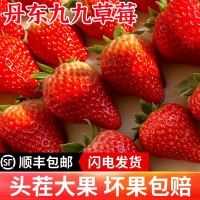 丹东99草莓顺丰一件包邮生鲜水果新鲜红颜现摘应季大草莓产地送礼