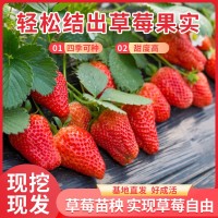 丹东红颜九九草莓苗批发生产苗种苗生产碗苗盆栽当年结果基地直发