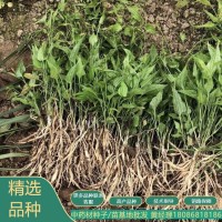 百部苗 中药材种植基地直供 1年百部种苗 技术指导