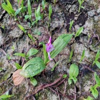 白芨苗 紫花三叉大白及两年苗 白芨种苗批发 白芨种植基地直供