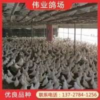 伟业鸽场养殖基地批发大量白鸽 生长速度快 养殖成本低