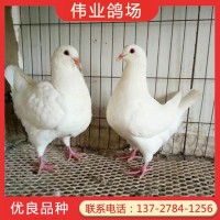 常年销售欧洲米玛斯肉鸽子 体型大 繁殖较快 养殖风险小