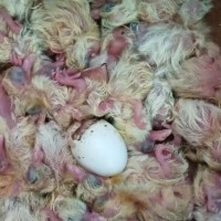 欧洲米玛斯种鸽 适应力强 饲养简单 提供鸽子养殖技术指导
