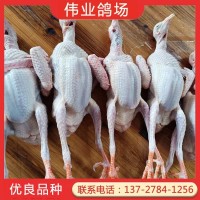 伟业白鸽养殖场出售肉鸽 出肉量高 饲养管理技术简单 好养易活