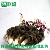 黑皮鸡枞菌厂家 黑皮鸡枞菌深加工产品直销 供应黑皮鸡枞菌