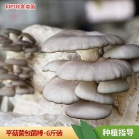 平菇菌种批发 食用菌菌包6斤两头出蘑菇种植高出菇率黑平菇菌包