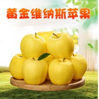 【现货】山东黄金维纳斯苹果 代发3/5斤新鲜脆甜冰糖心黄金苹果