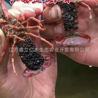 龙虾种苗繁殖力强 龙虾虾苗基地 龙虾养殖周期短 投入低 效益好