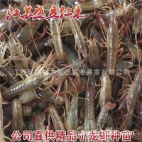 小龙虾苗 龙虾种虾价格 虾苗多少钱一斤 鲜活水产小龙虾苗批发