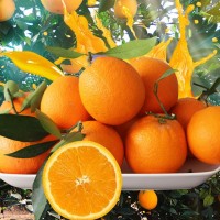 江西正宗赣南脐橙10斤新鲜水果当季整箱多汁橙赣州产地橙子批发