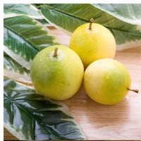 黄金百香果新鲜水果钦蜜9号 热带水果当季百香果酸甜多汁一件代发