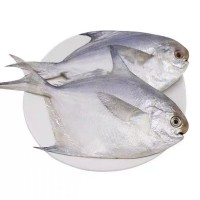 银鲳鱼净重5斤装无冰衣冷冻鱼 鲜冻源头批发食品新鲜食材供货海鲜