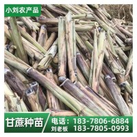 甘蔗苗种植基地 黑皮果蔗种 货源充足 小刘农产品