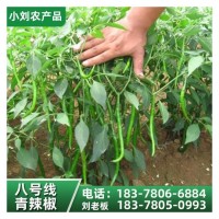 现摘新鲜薄皮辣椒 应季时令蔬菜农家自种 小刘农产品