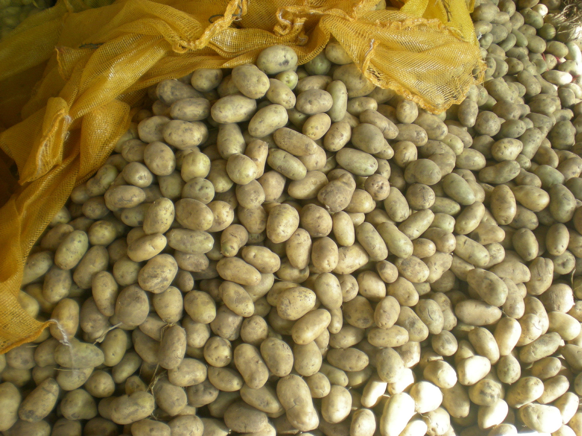 potatoseeds3